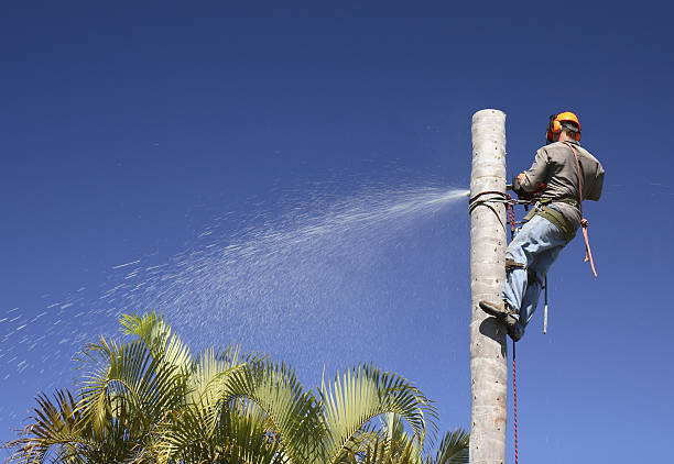 How Our Tree Care Process Works  in  Polkton, NC